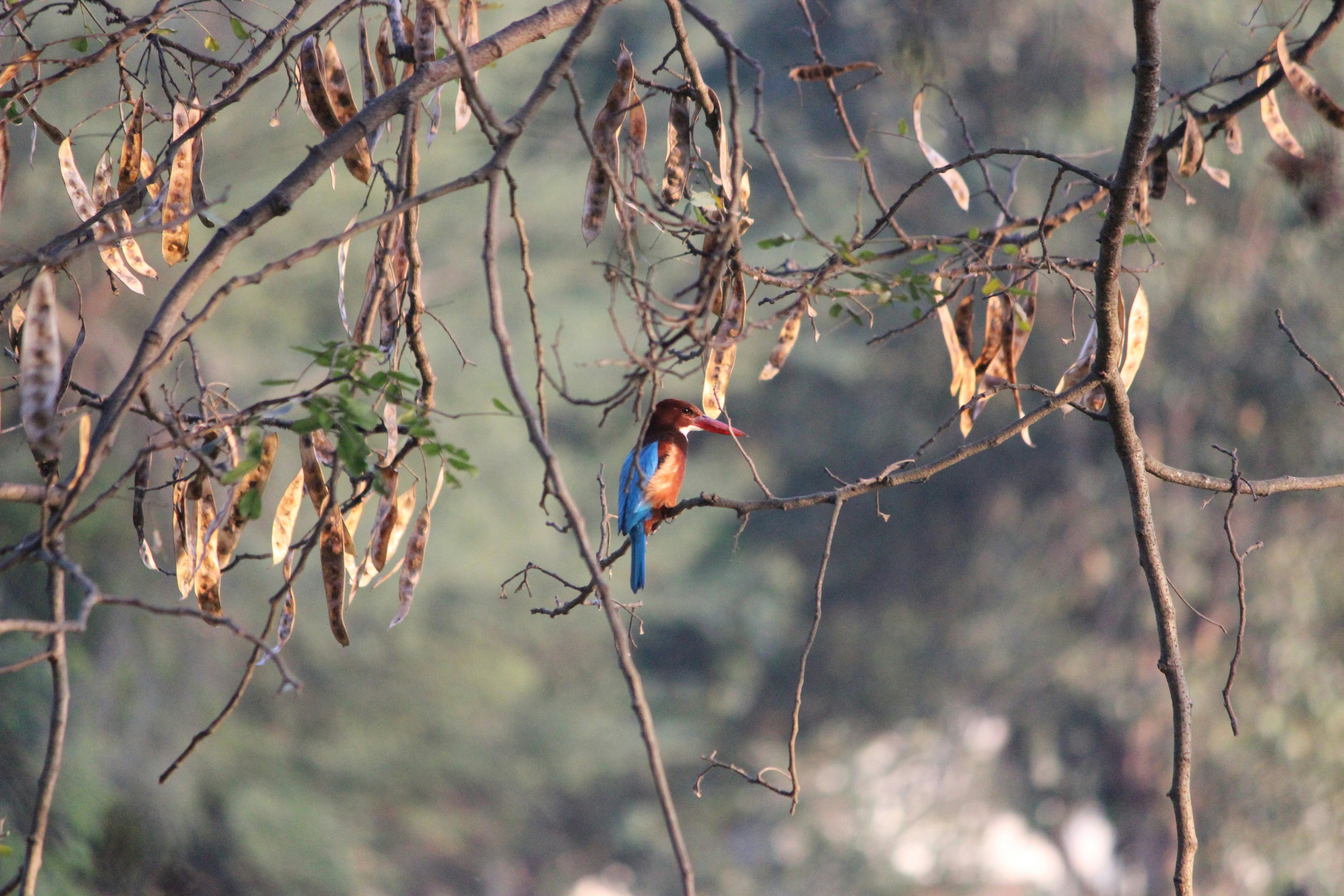 Photo by suchetananda