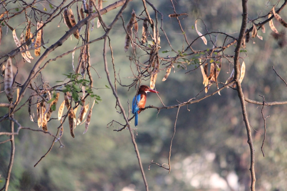 a colorful bird perched on a tree branch