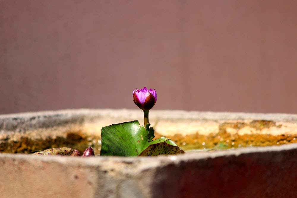 a small purple flower sitting in a cement pot
