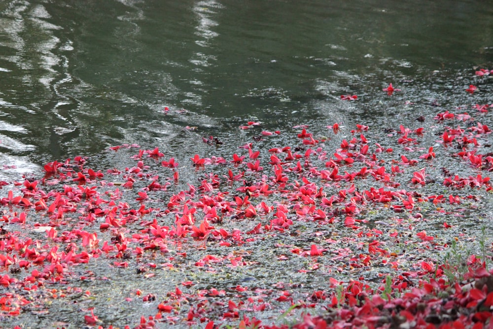 a bunch of red flowers floating on top of a body of water