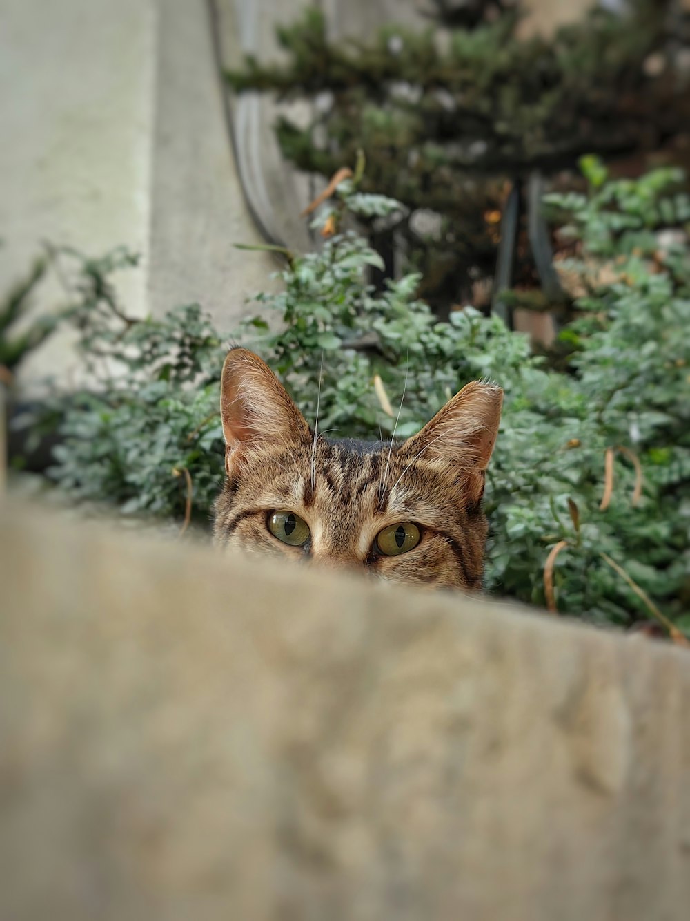 a cat peeking out from behind a stone wall
