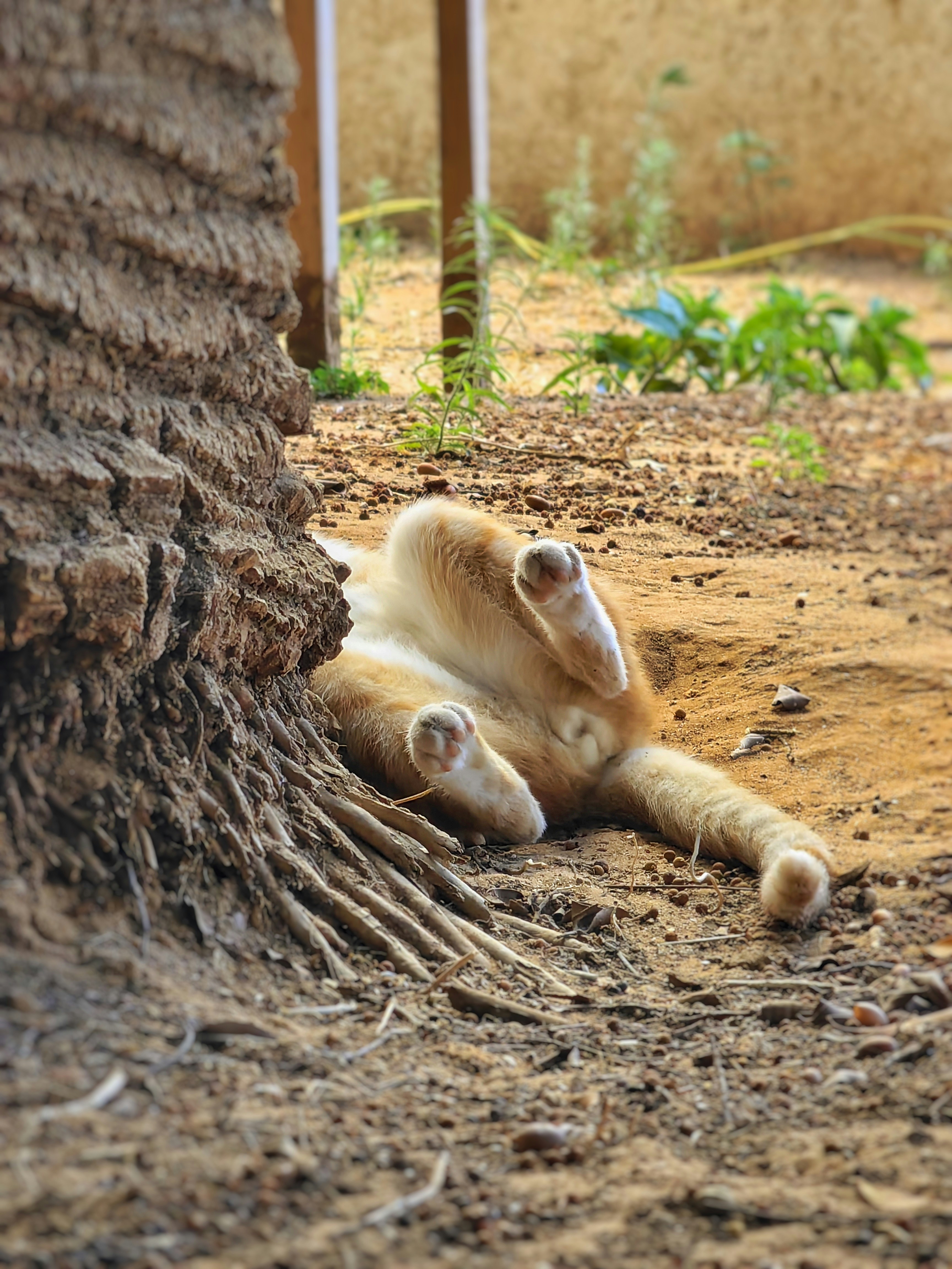The Famous Ragdoll Flop (image credits: unsplash)