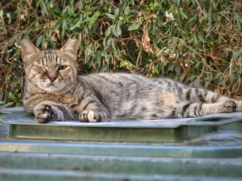 a cat laying on top of a metal table
