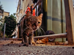 A tabby cat with striped fur is seen walking on a rough, debris-laden pavement next to a large waste bin. The cat's eyes are narrowed, and its mouth is slightly open, giving it a fierce expression. The background shows an urban setting with buildings and trees. The image is captured from a low angle, emphasizing the foreground and making the cat appear larger and more prominent.