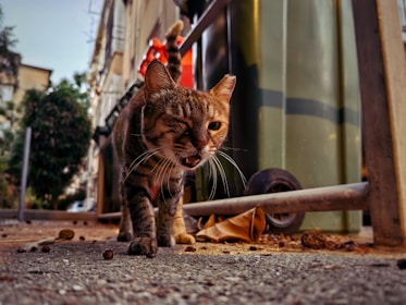 A tabby cat with striped fur is seen walking on a rough, debris-laden pavement next to a large waste bin. The cat's eyes are narrowed, and its mouth is slightly open, giving it a fierce expression. The background shows an urban setting with buildings and trees. The image is captured from a low angle, emphasizing the foreground and making the cat appear larger and more prominent.