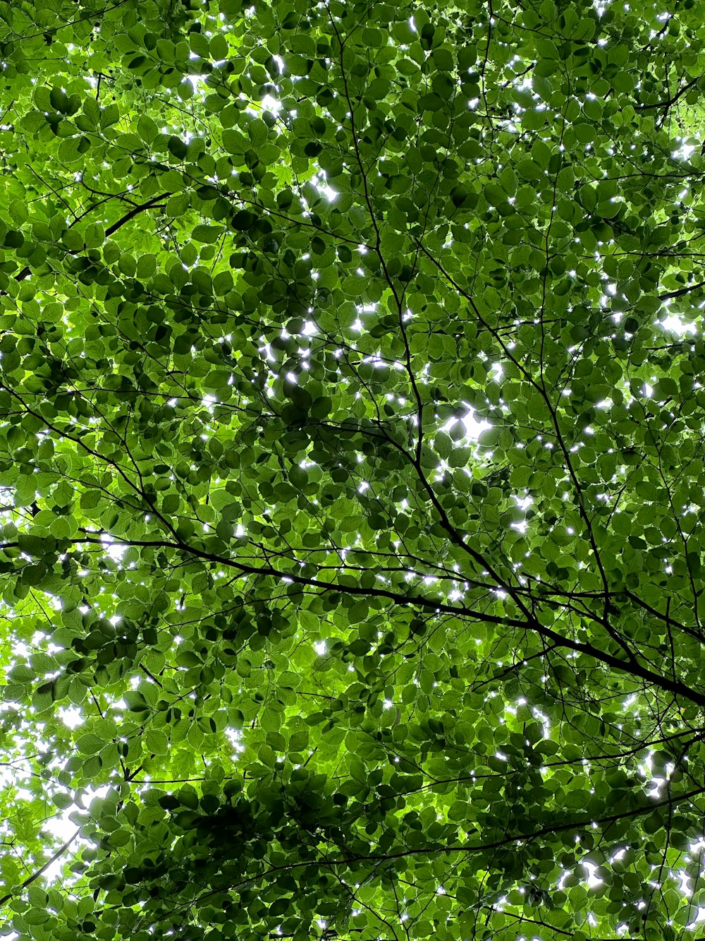 un árbol con muchas hojas verdes