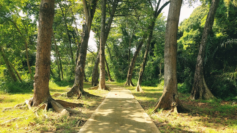 um caminho no meio de uma floresta ladeada de árvores