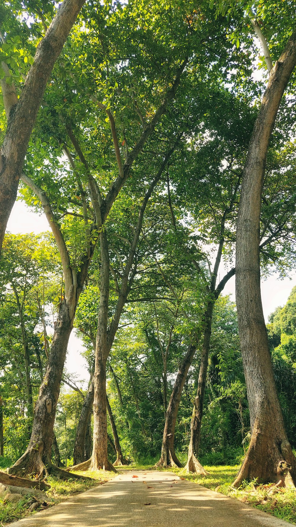 a dirt road surrounded by trees and grass