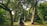 A person with a backpack is walking along a path in a lush, green forest. Tall trees with dense foliage surround the path, casting dappled shadows on the ground. The scene evokes a sense of tranquility and immersion in nature.