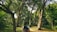 A person with a backpack is walking along a path in a lush, green forest. Tall trees with dense foliage surround the path, casting dappled shadows on the ground. The scene evokes a sense of tranquility and immersion in nature.