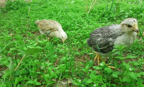 Several chicks exploring a sunny outdoor pen with green grass
