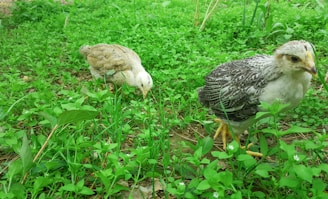 Several chicks exploring a sunny outdoor pen with green grass