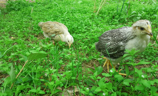 Gamefowl chicks freely moving and flapping wings in a grassy area.