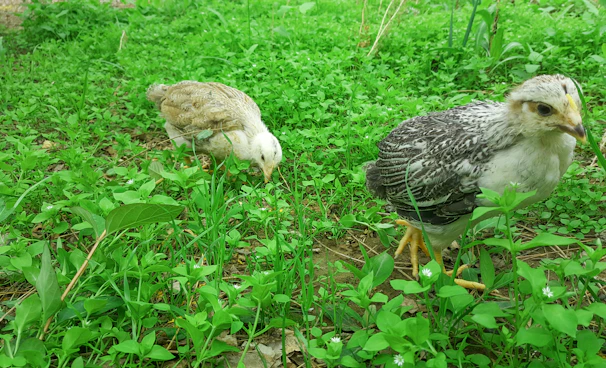 A group of healthy hatchlings exploring the farm’s rich environment with curiosity.