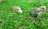 A vibrant group of young Iraqi hatch game fowl pecking around fresh green grass.