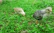 A vibrant group of young Iraqi hatch game fowl pecking around fresh green grass.