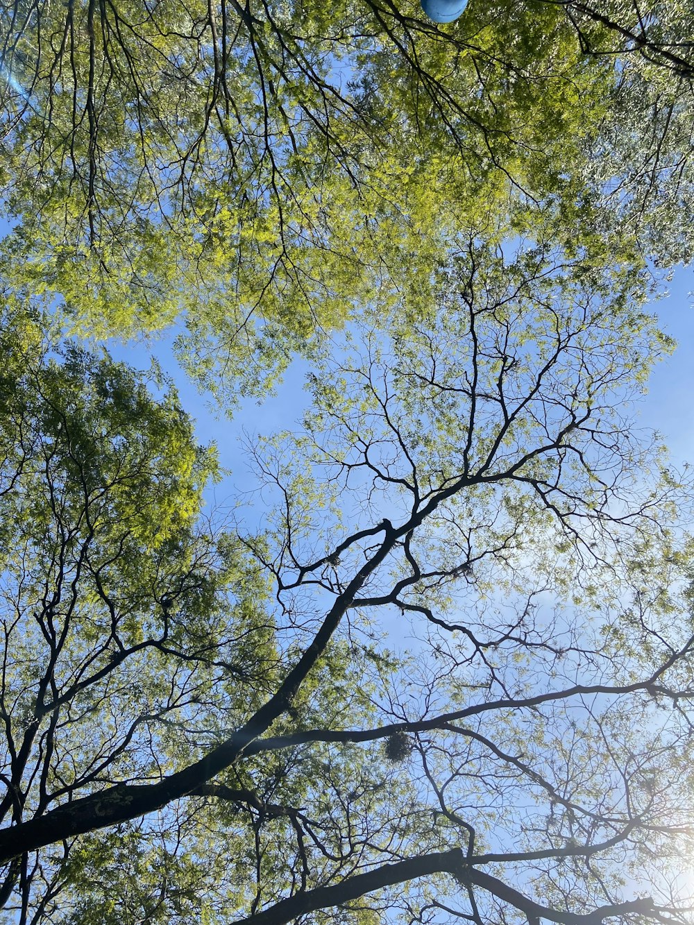 looking up at the branches of a tree