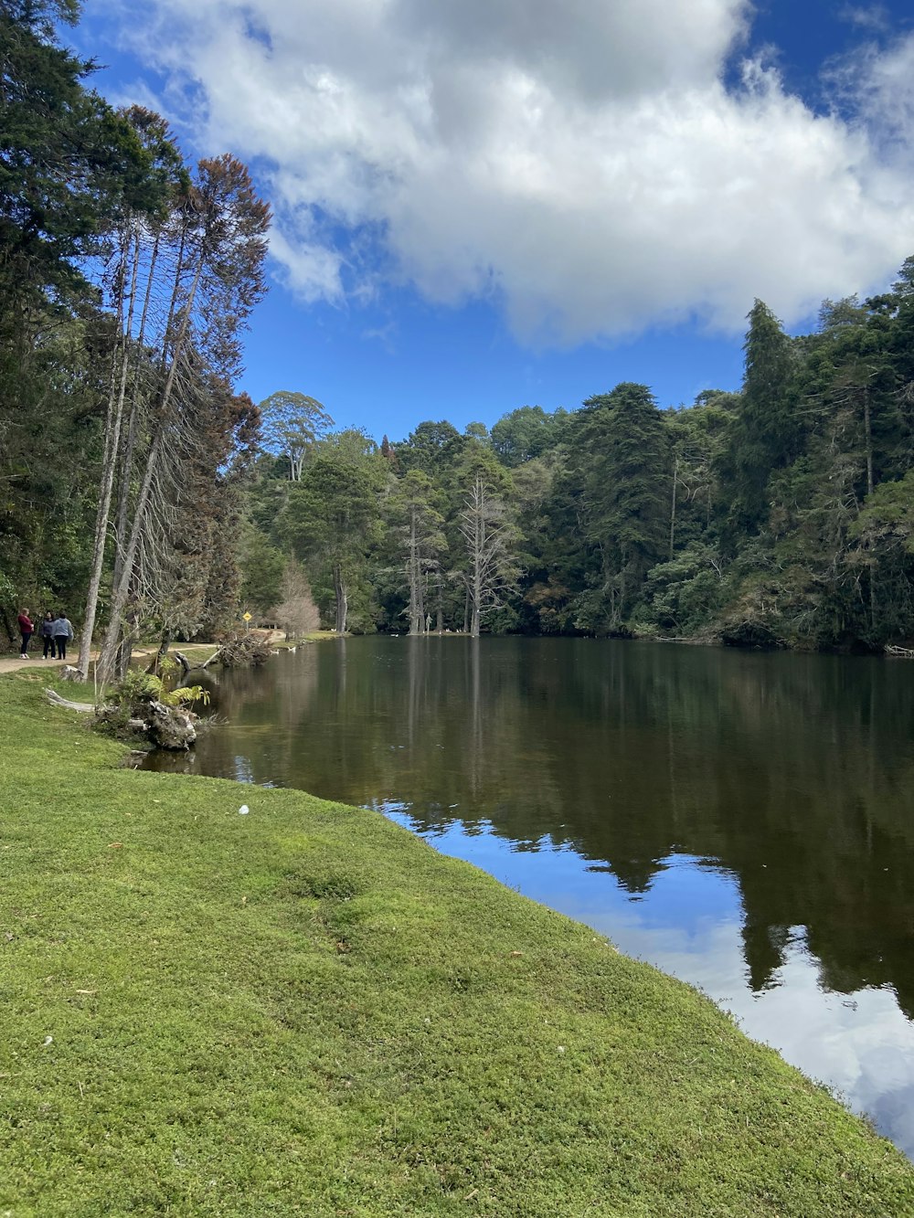 a body of water surrounded by trees and grass