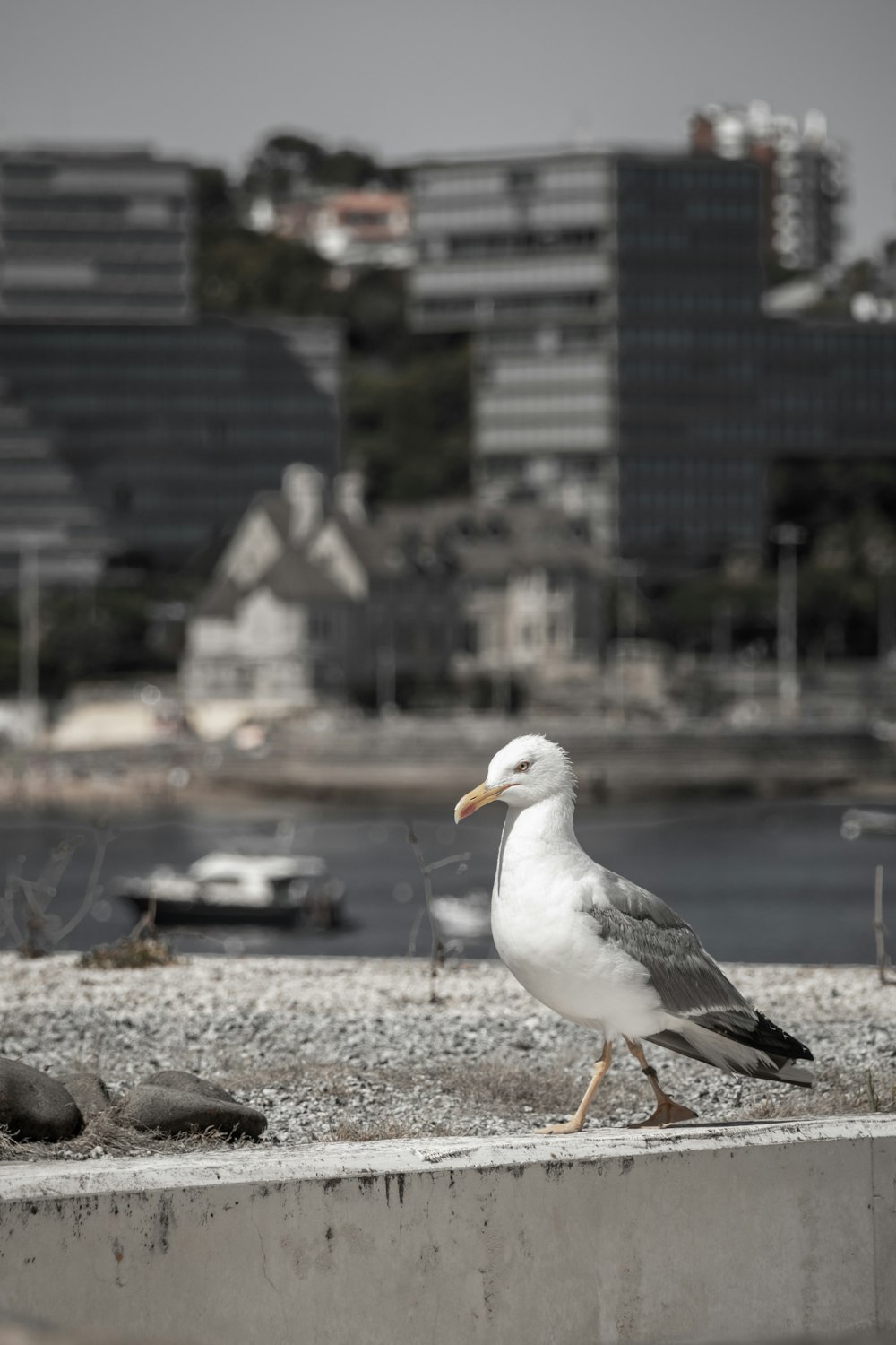 a seagull is standing on a ledge near a body of water