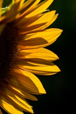 Close-up of a sunflower symbolizing growth and resilience under sunlight.