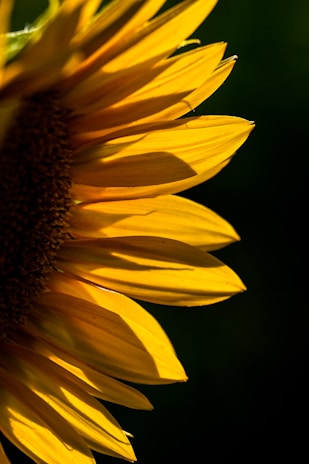 Close-up of a sunflower symbolizing growth and resilience under sunlight.