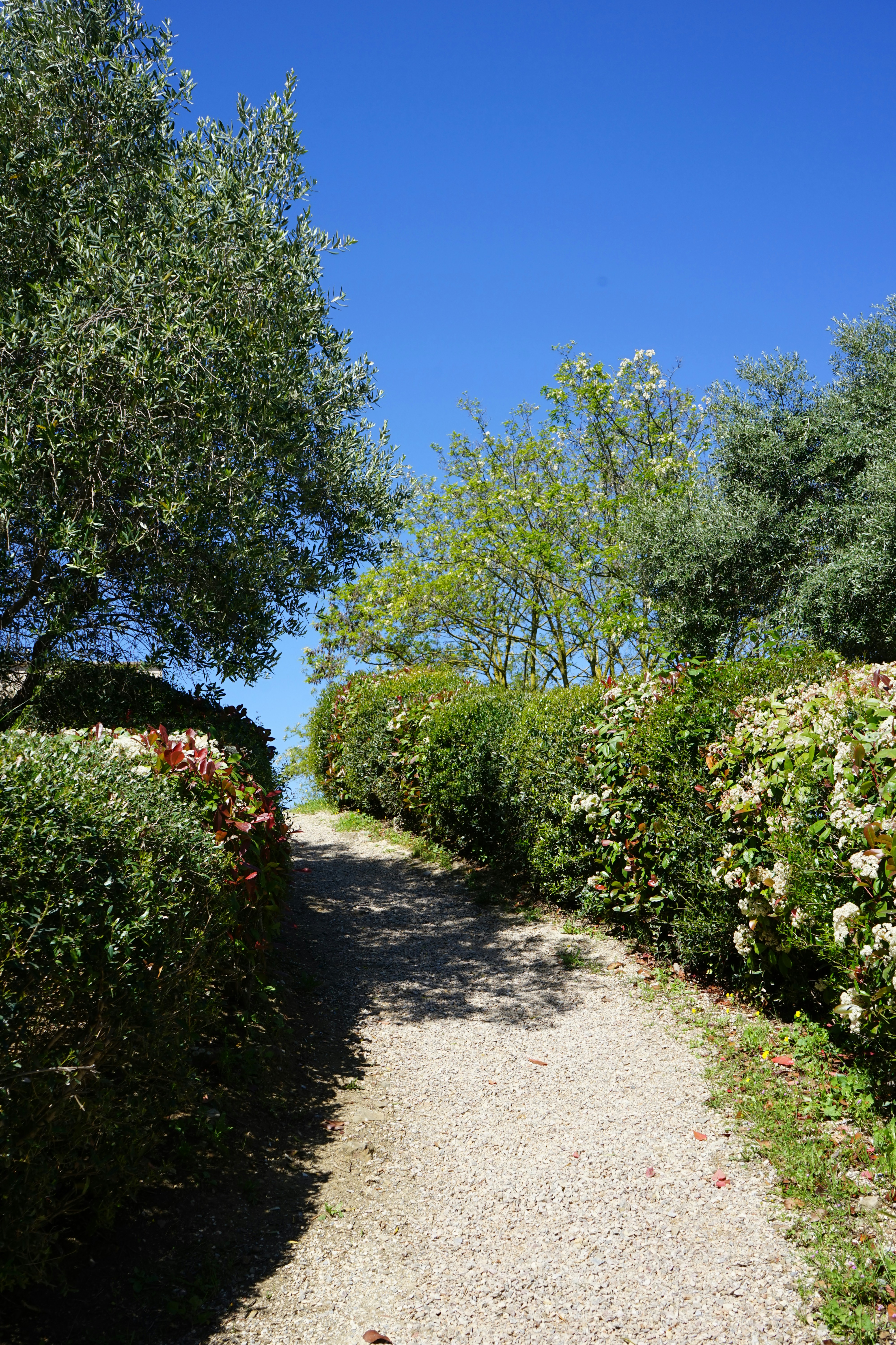 a dog is walking down a path between bushes and trees