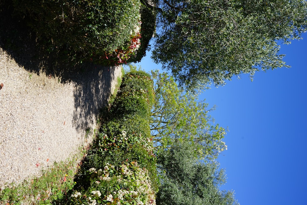 a dog is walking down a path between bushes and trees