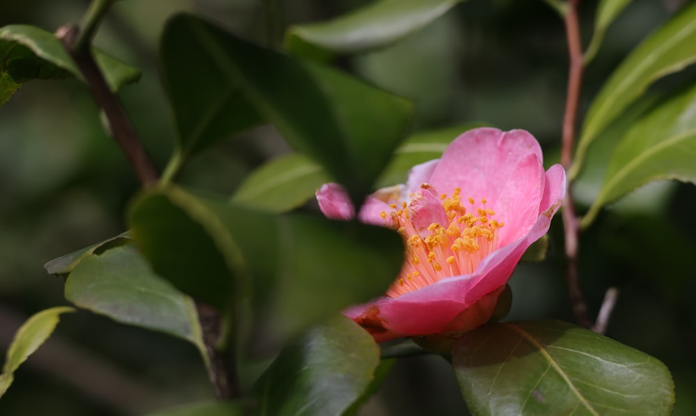 a close up of a pink flower on a tree