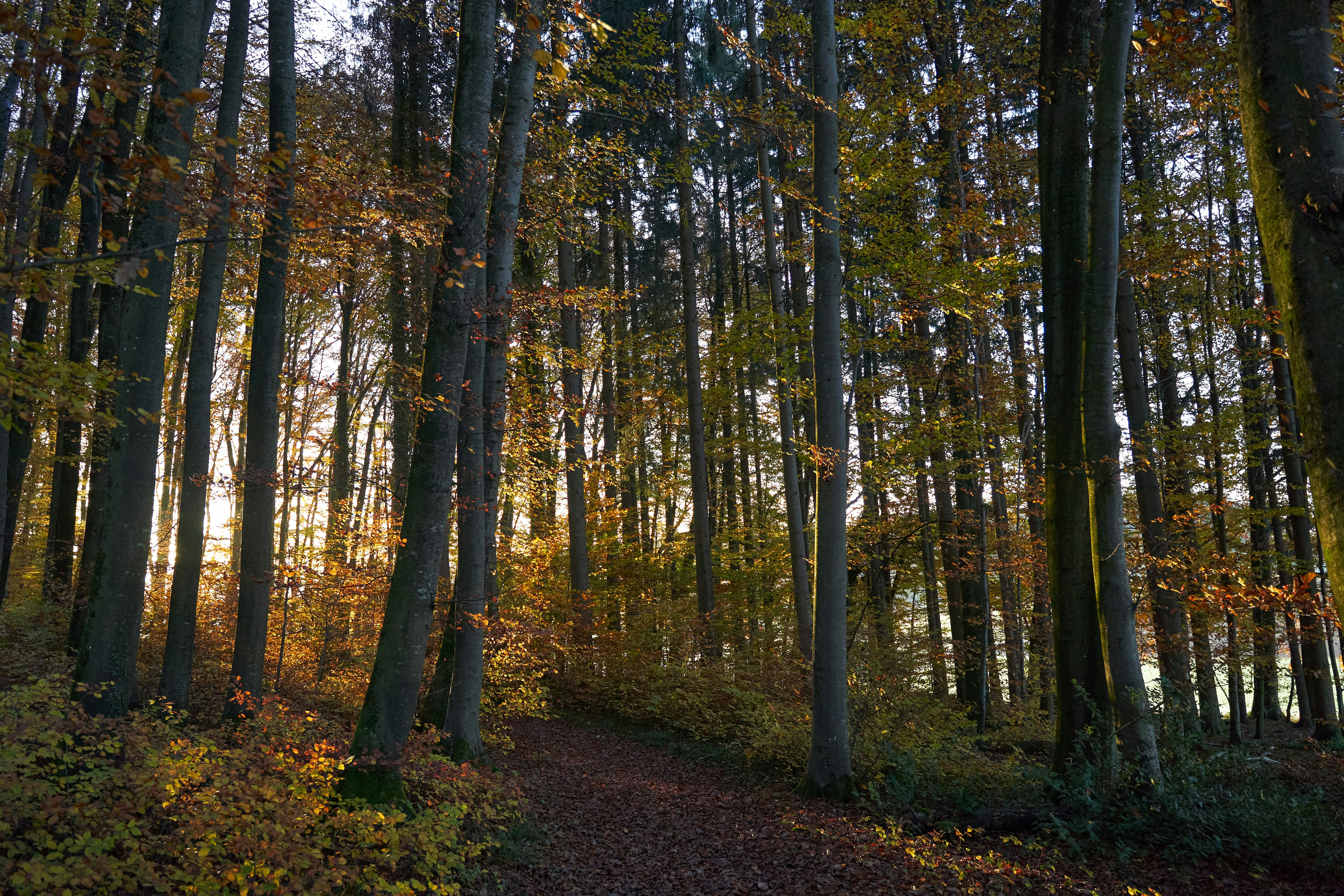 Photo by wolfgang_hasselmann