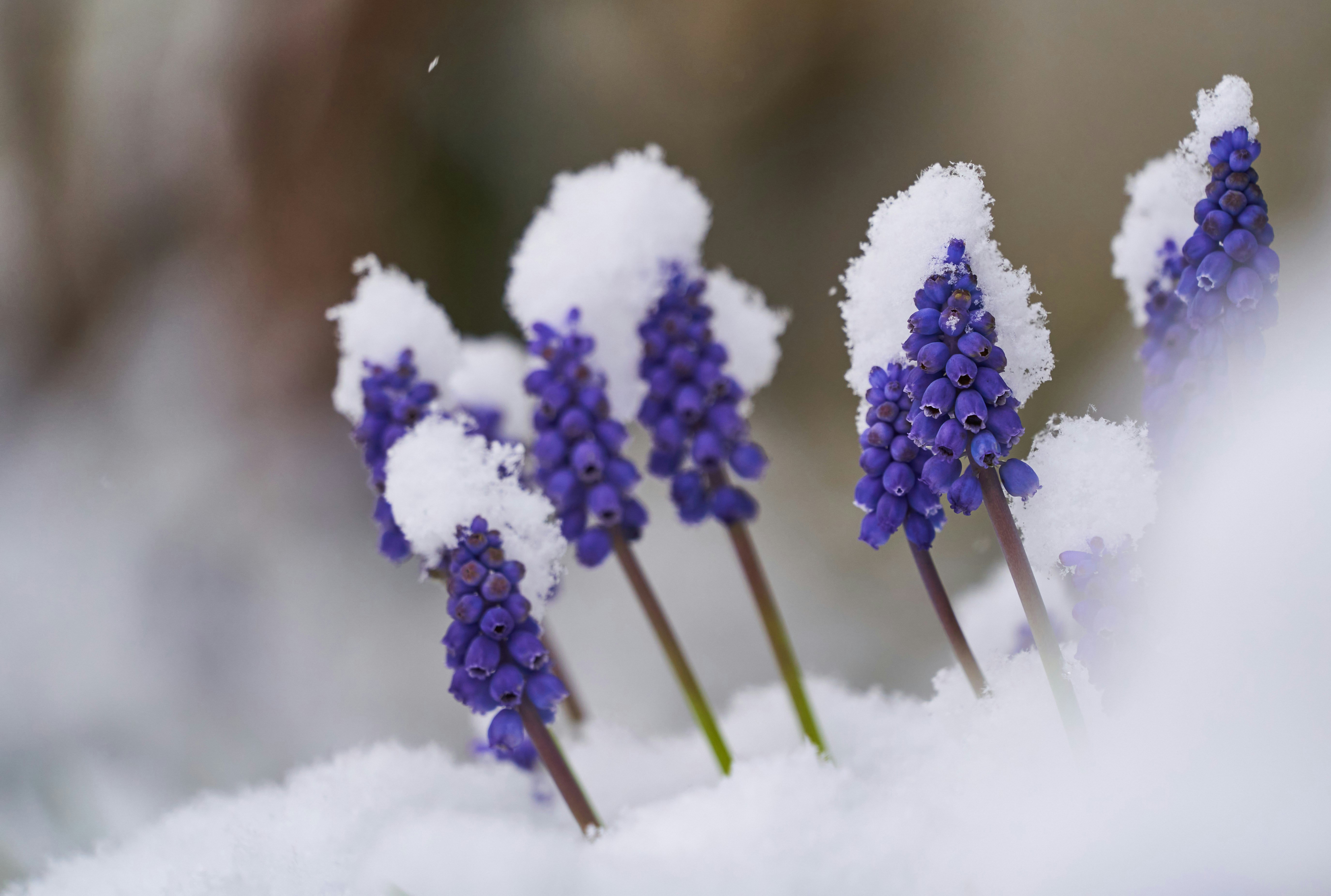 Photo by wolfgang_hasselmann