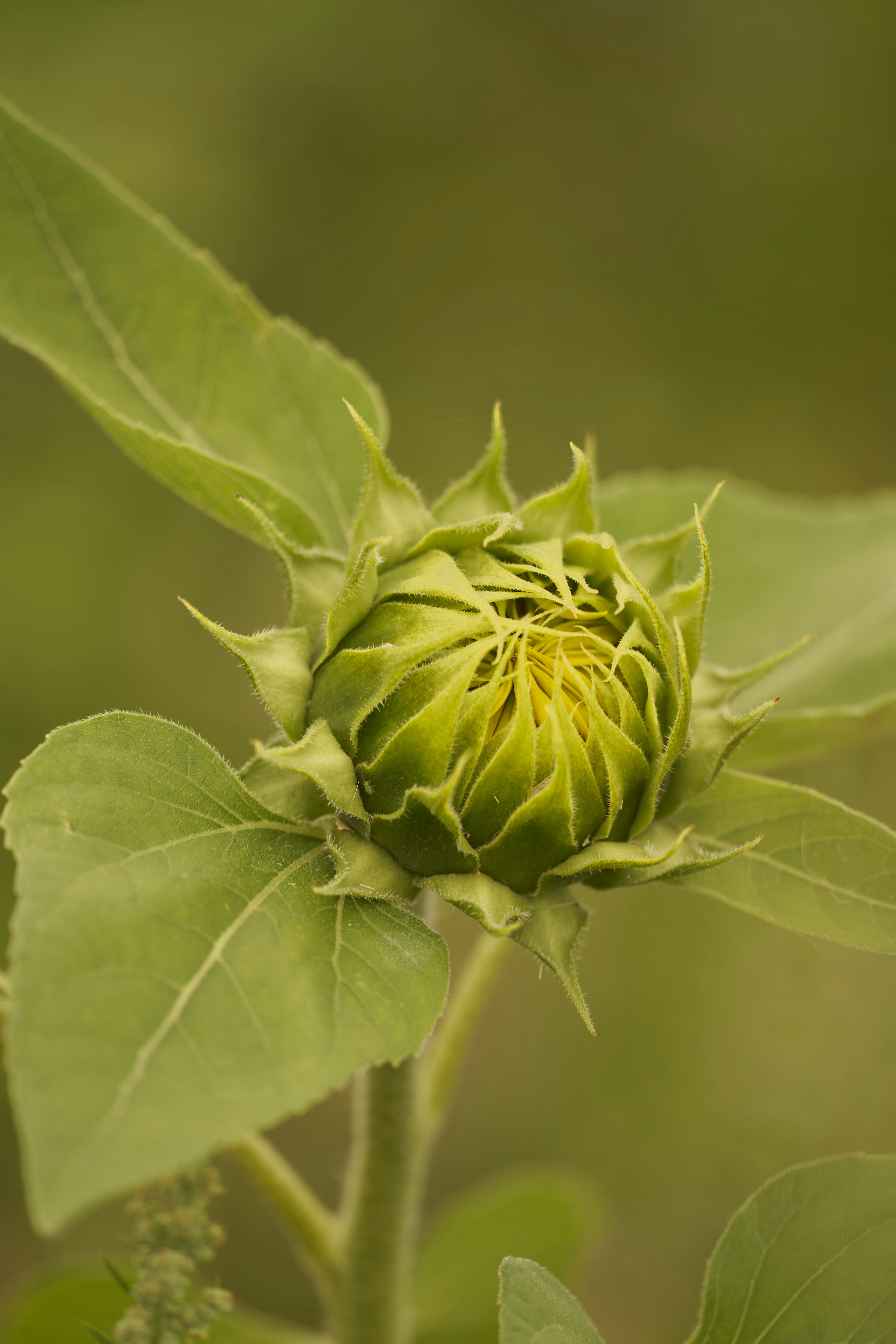 Photo by wolfgang_hasselmann