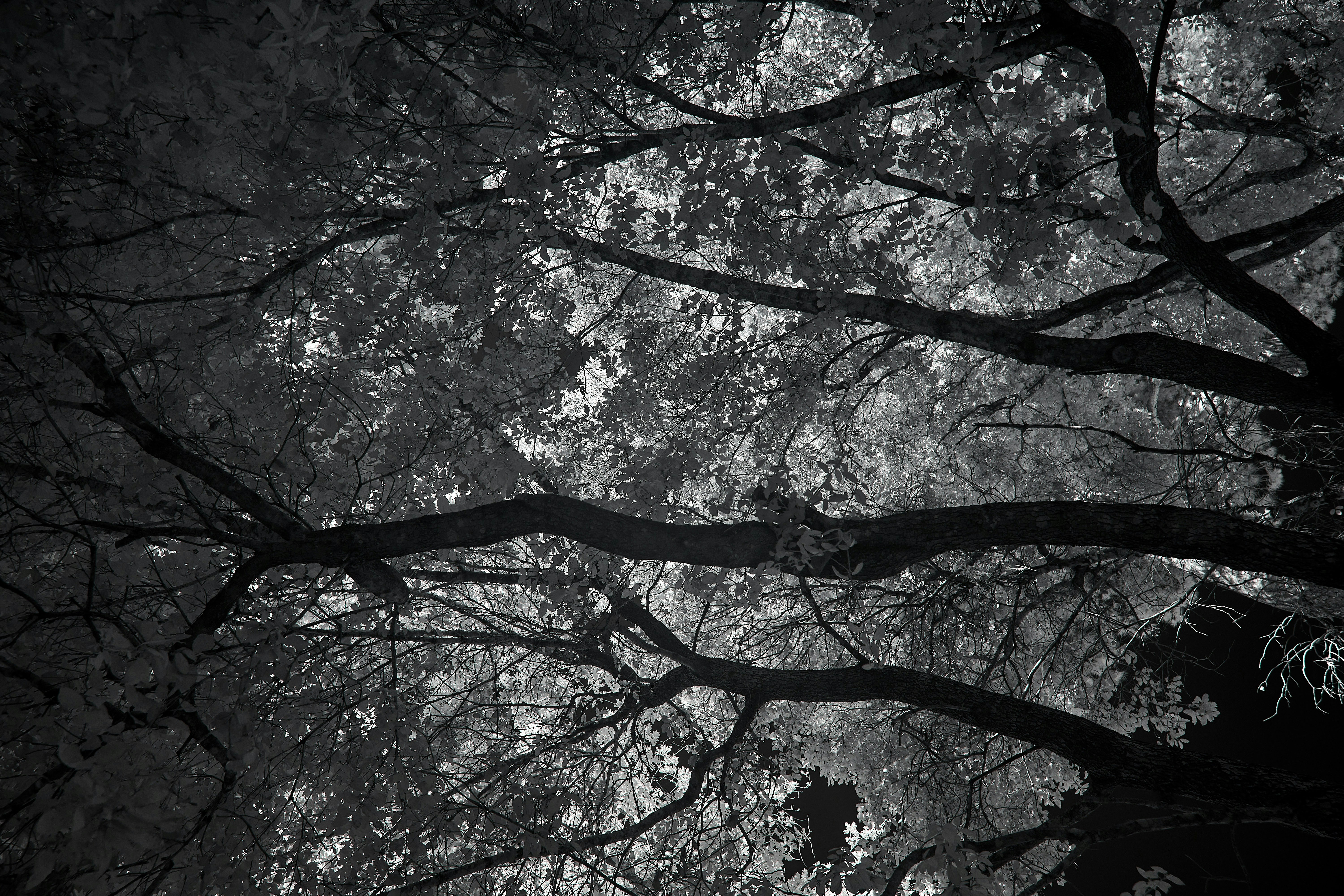 Photo by wolfgang_hasselmann