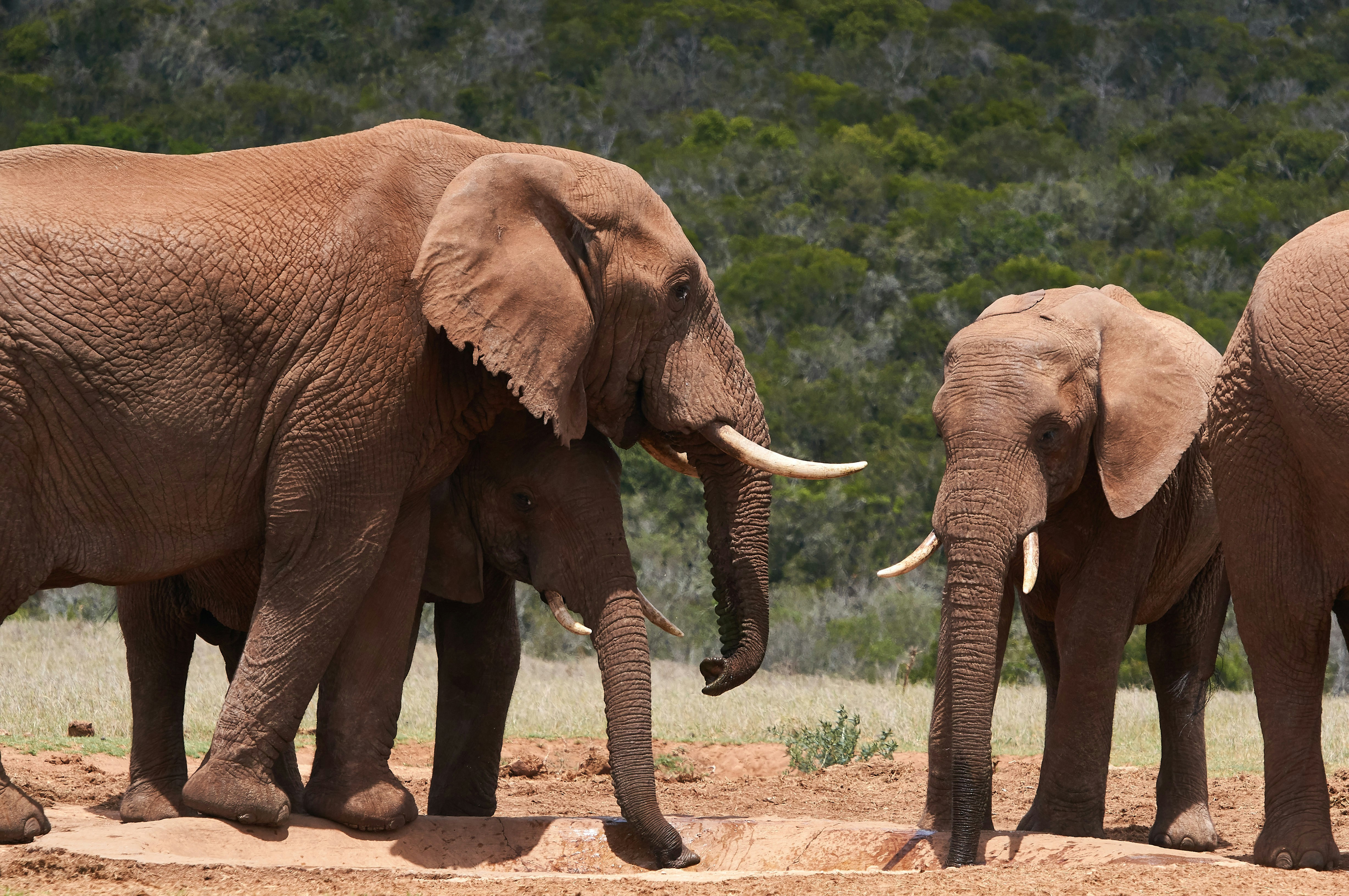 Photo by wolfgang_hasselmann