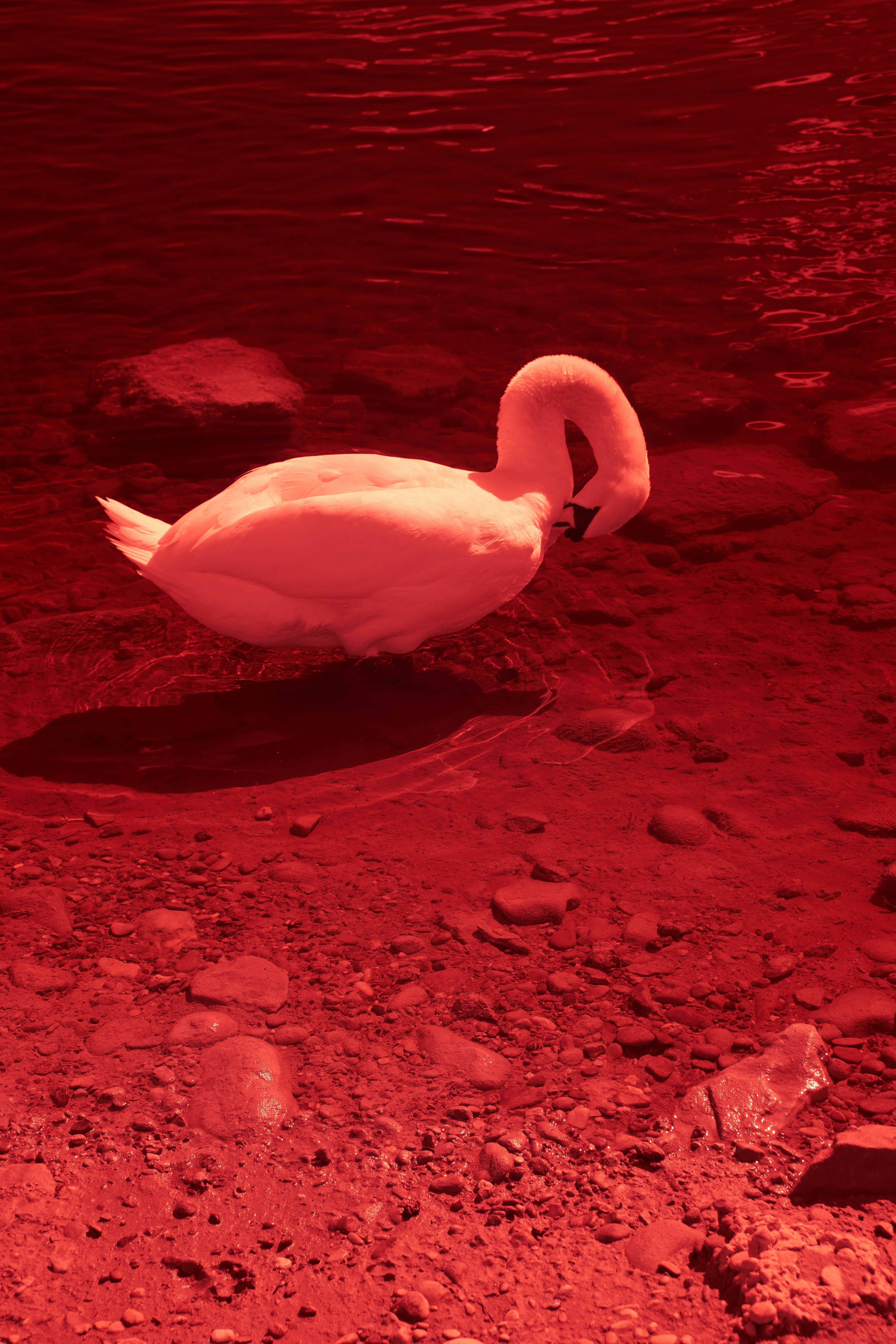 Photo by wolfgang_hasselmann