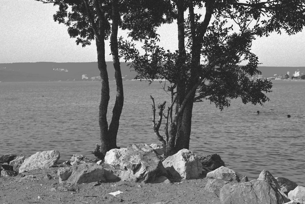 a black and white photo of a lake with rocks and trees