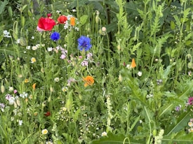 A vibrant array of wildflowers growing in dense green foliage, featuring red poppies, blue cornflowers, orange and pink blooms, and small white daisies. The scene is lush with various shades of green leaves and stems surrounding the colorful flowers.