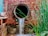 A large, textured pipe emerges from an old brick wall, with water flowing out of it. The wall is composed of reddish-brown bricks and has patches of darker spots, suggesting age and weather exposure. To the right of the pipe, long green reeds are growing from the ground, adding a touch of nature to the urban setting. On the left, some bricks and concrete structures are visible.