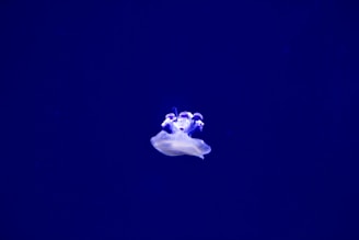 a white jellyfish floating in a deep blue water