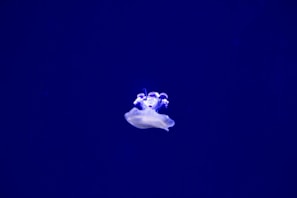 a white jellyfish floating in a deep blue water