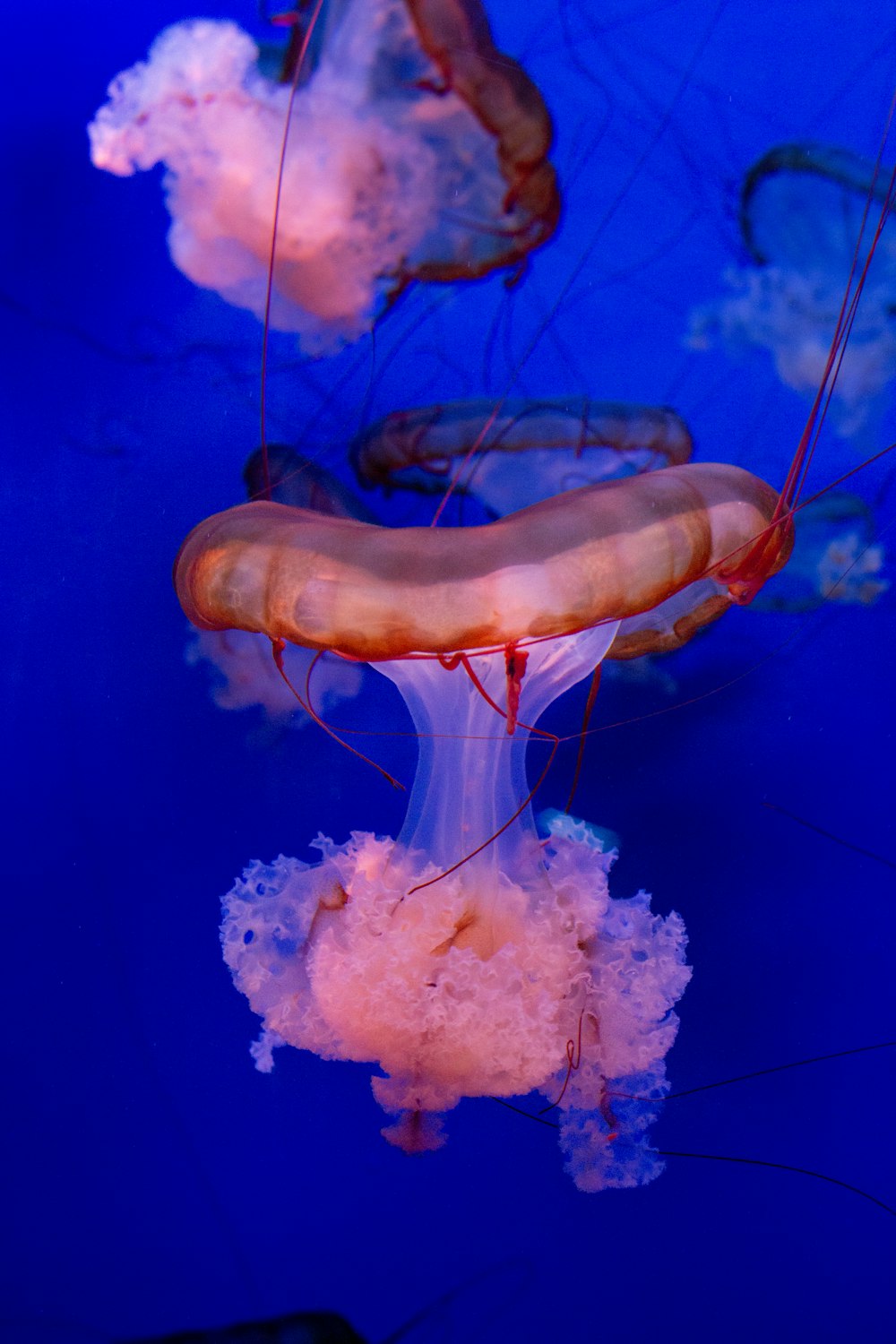 a group of jellyfish swimming in the water