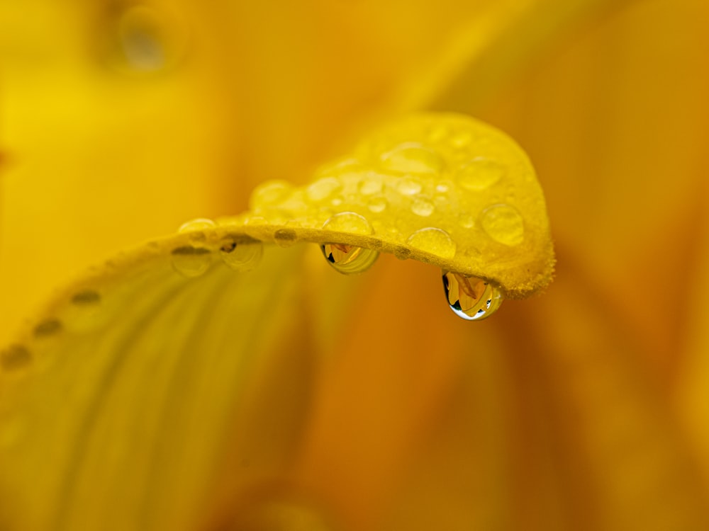 a yellow flower with drops of water on it