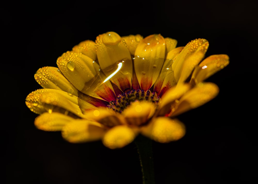 une fleur jaune avec des gouttes d’eau dessus