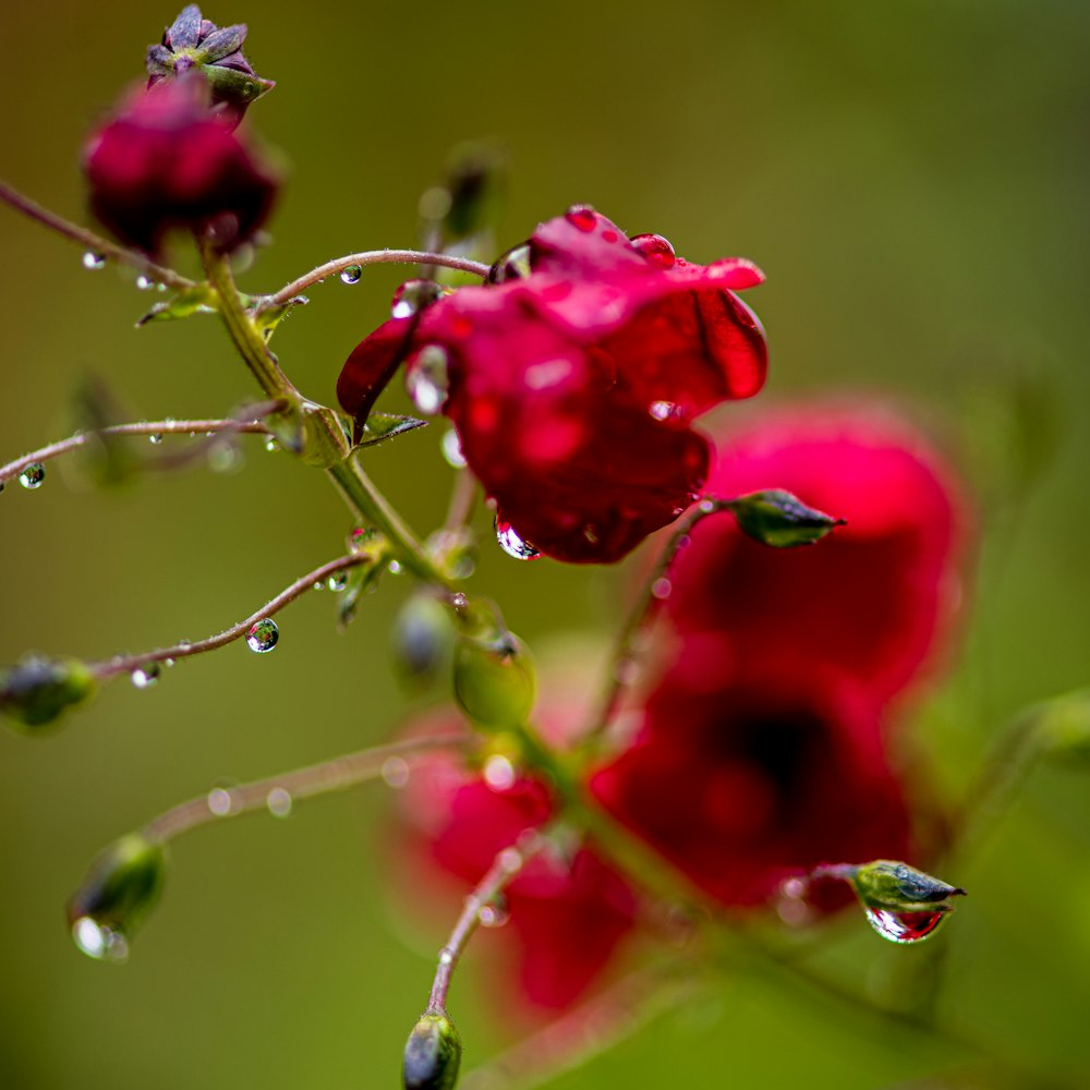 a bunch of red flowers with water droplets on them