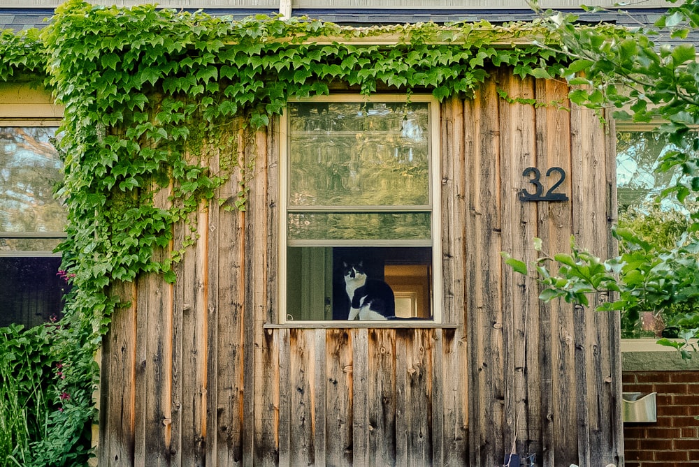 a cat sitting in the window of a wooden house