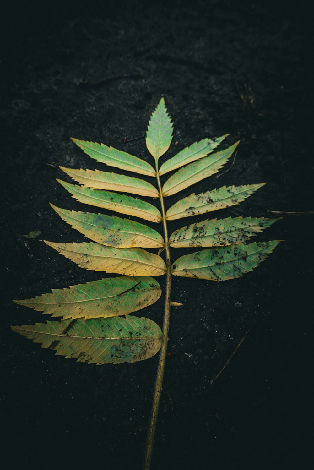 a green leaf laying on top of a black surface