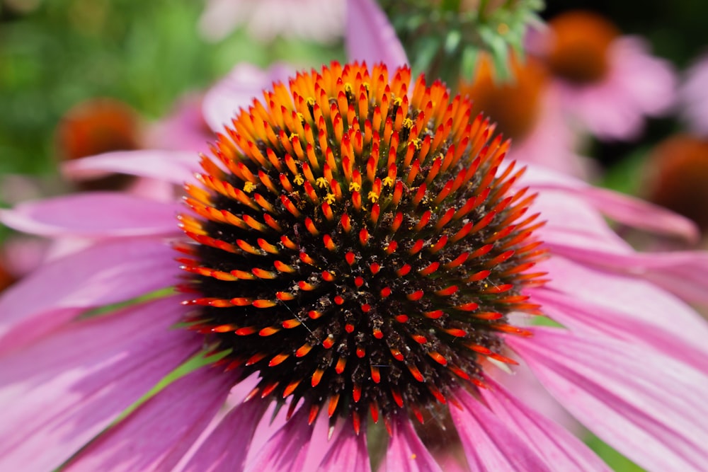 a close up of a pink flower with a yellow center