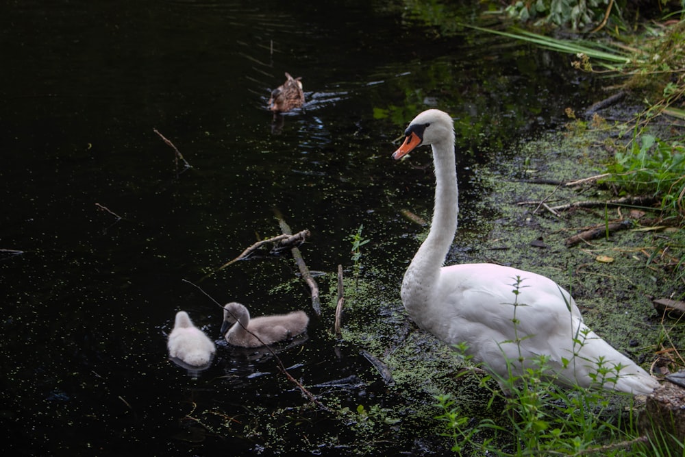 a mother swan with her two babies swimming in a pond