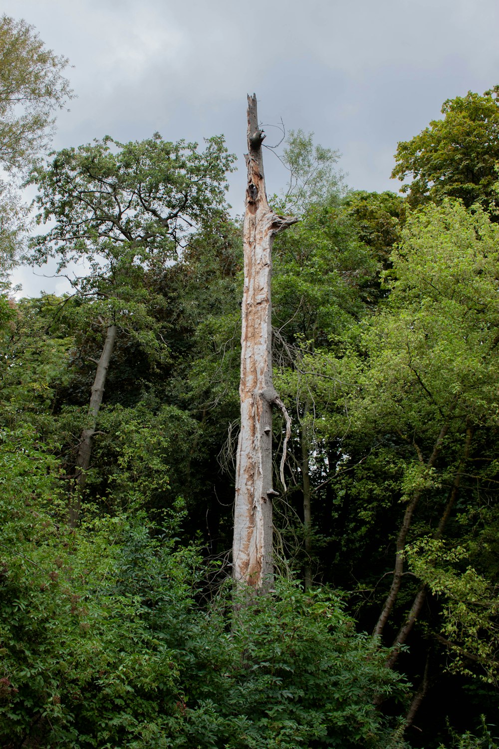 a very tall tree in the middle of a forest