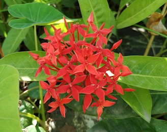 Close-up of a vibrant Hoya carnosa flower cluster glowing under natural light.