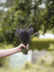 Close-up of hands holding lavender flowers symbolizing calm and healing.